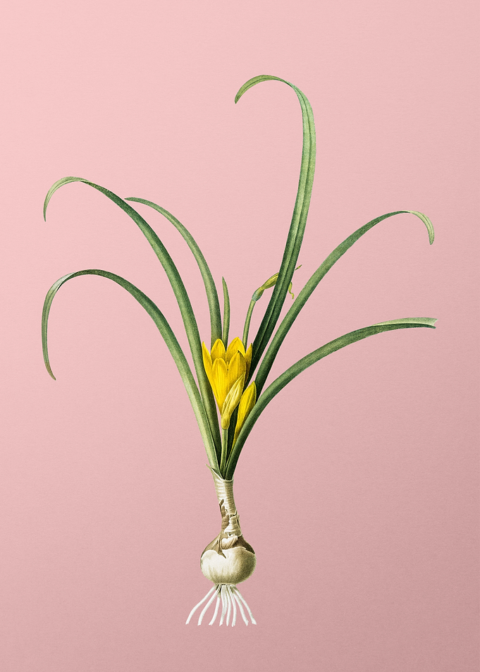Yellow Autumn Crocus