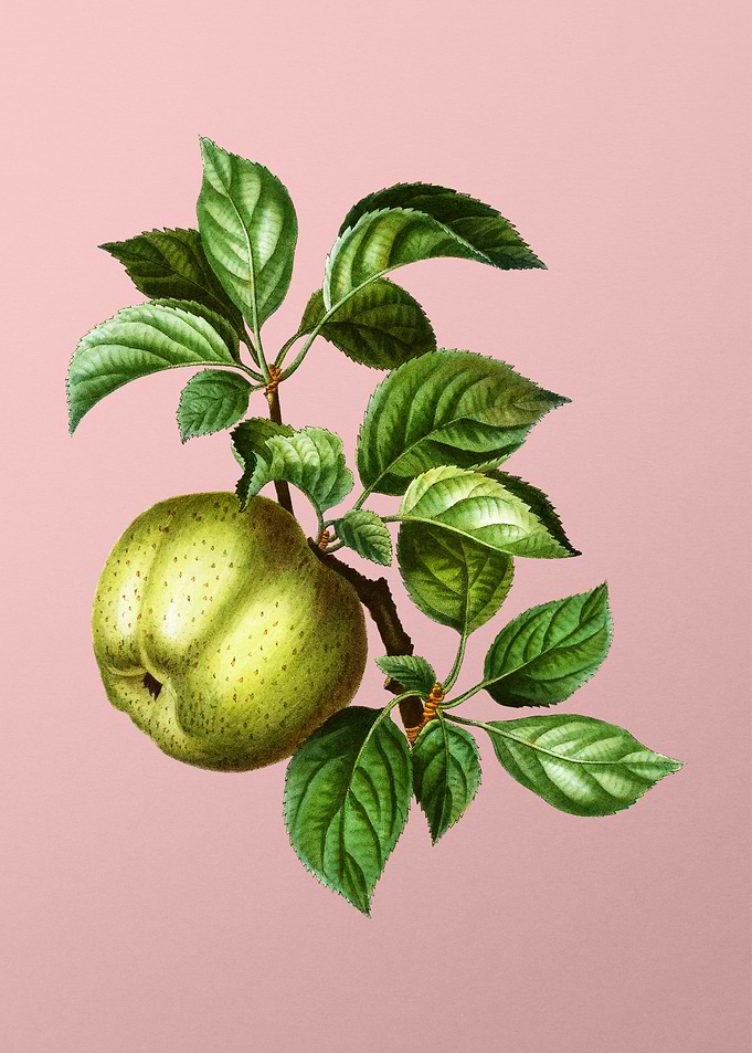 Vintage Fruit on Pink