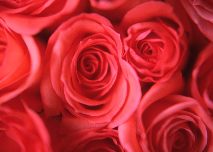 PINK ROSES