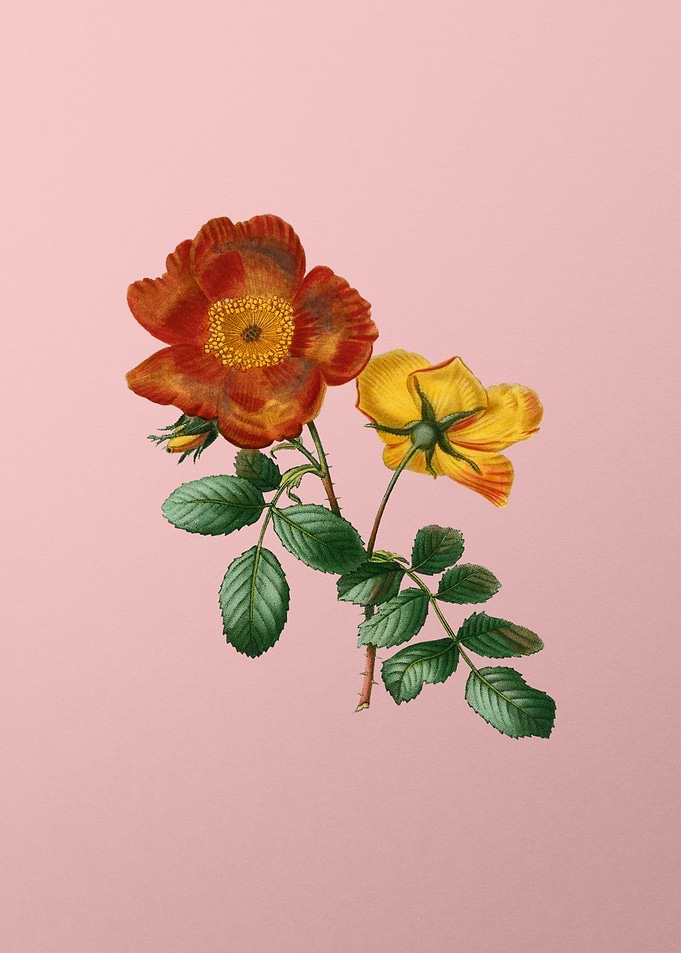 Red and Pink Flowers