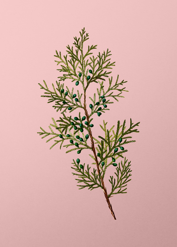 Antique Botanical on Pink