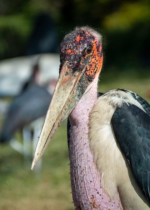 bird marabou