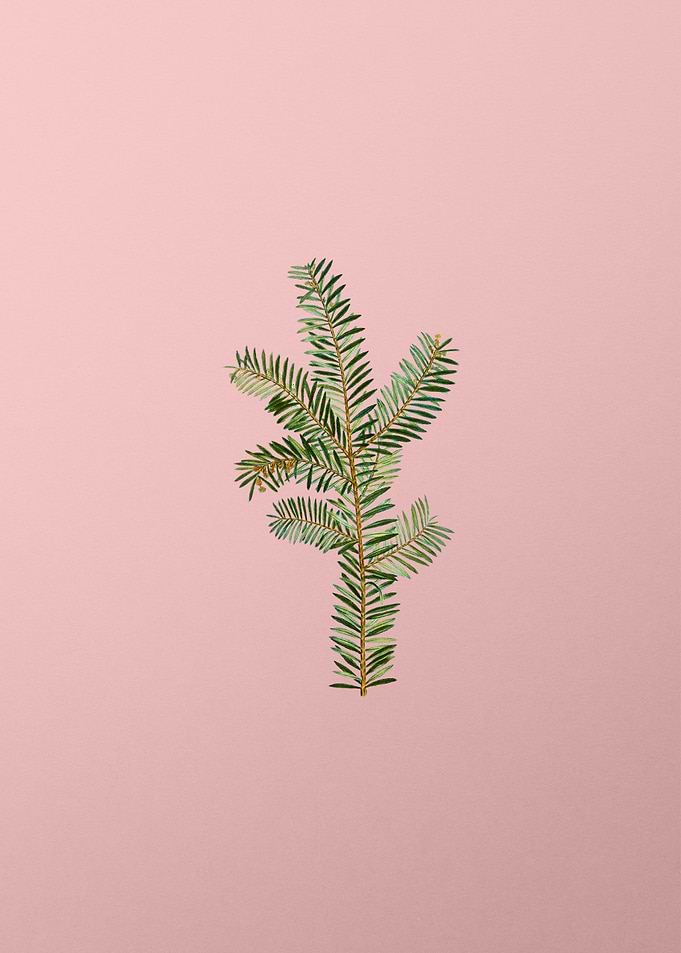 Vintage Botanical on Pink