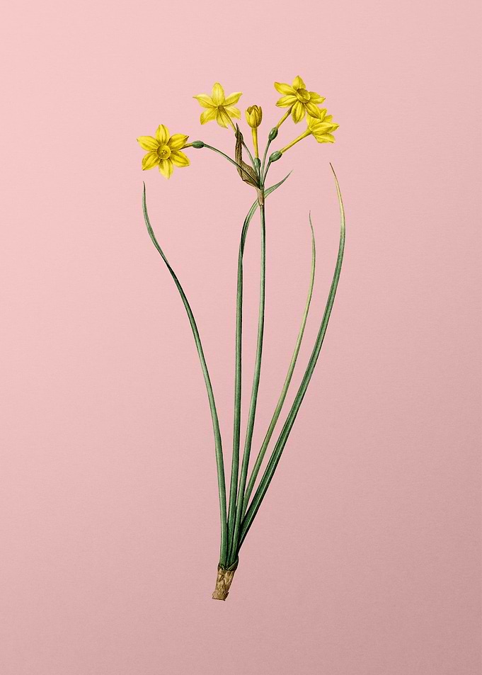 Rush Daffodil on Pink