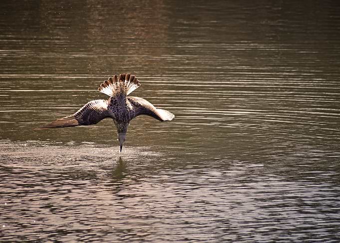 Perfect Shot