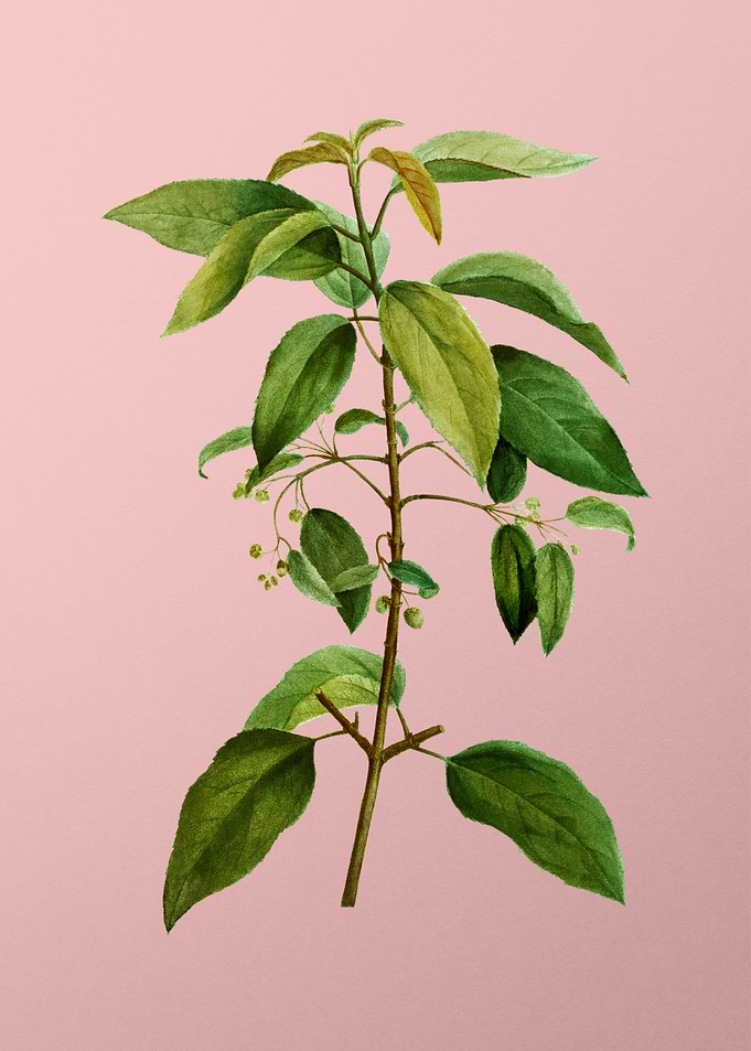 Antique Botanical on Pink