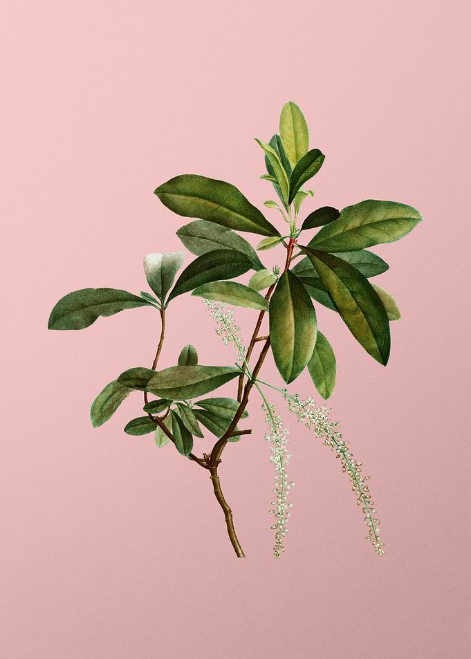 Vintage Botanical on Pink