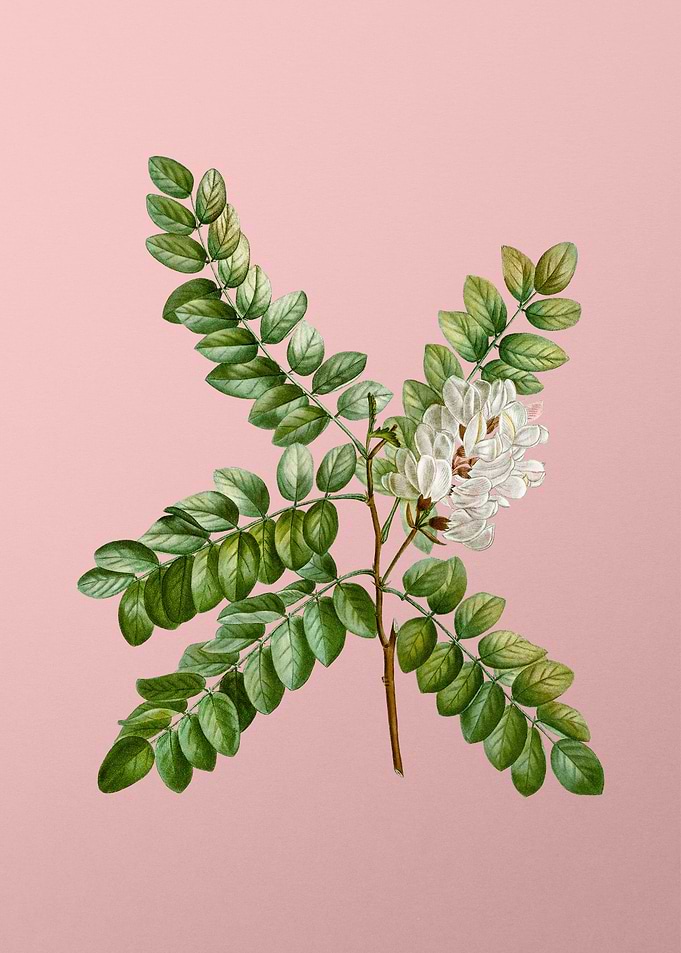Vintage White Flower Pink