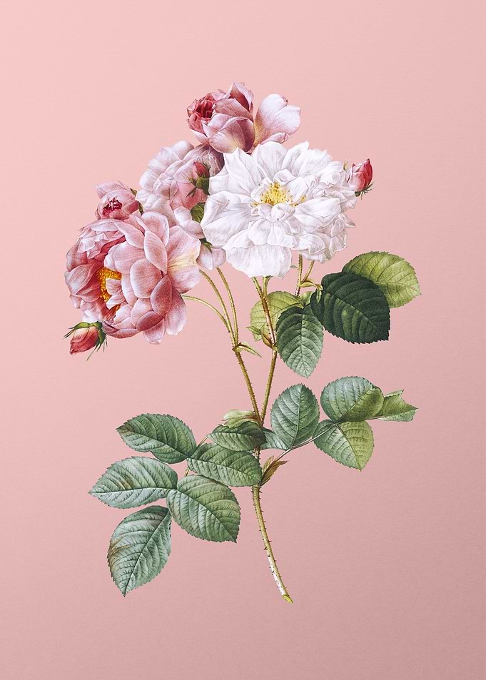 Pink Damask Rose Flower