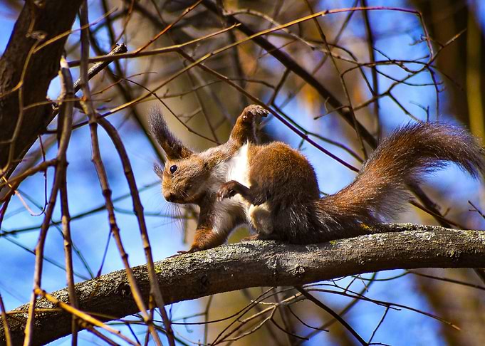 Happy Squirrel