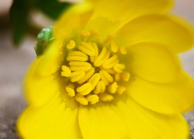 Macro flower