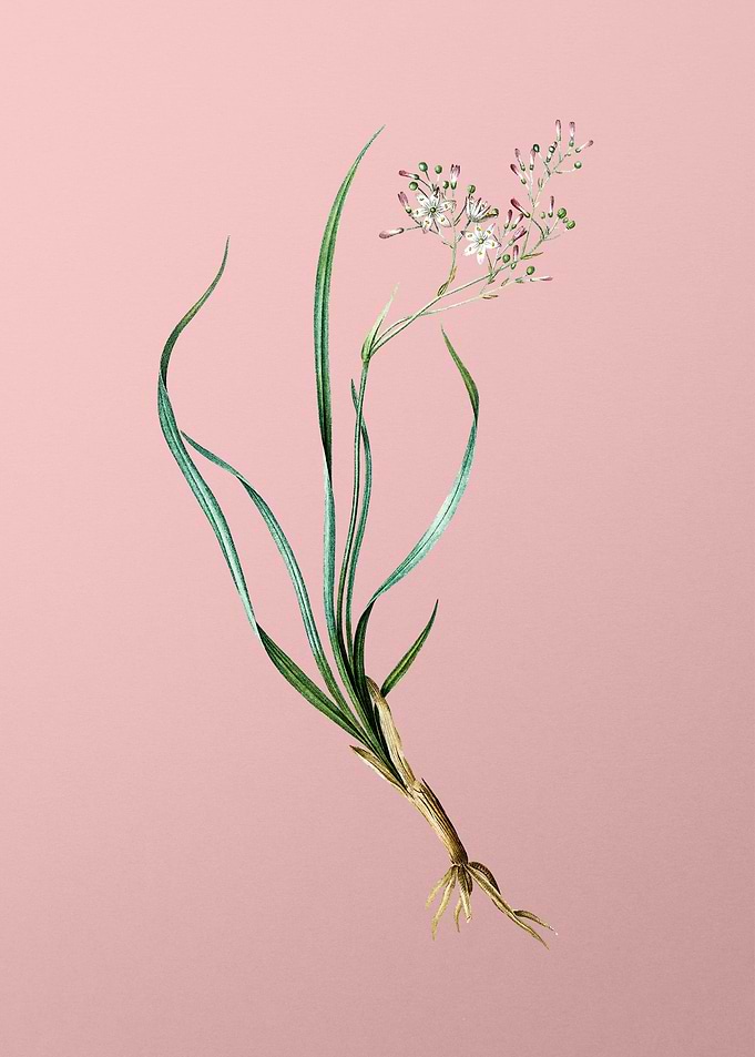 Phalangium Bicolor on Pink