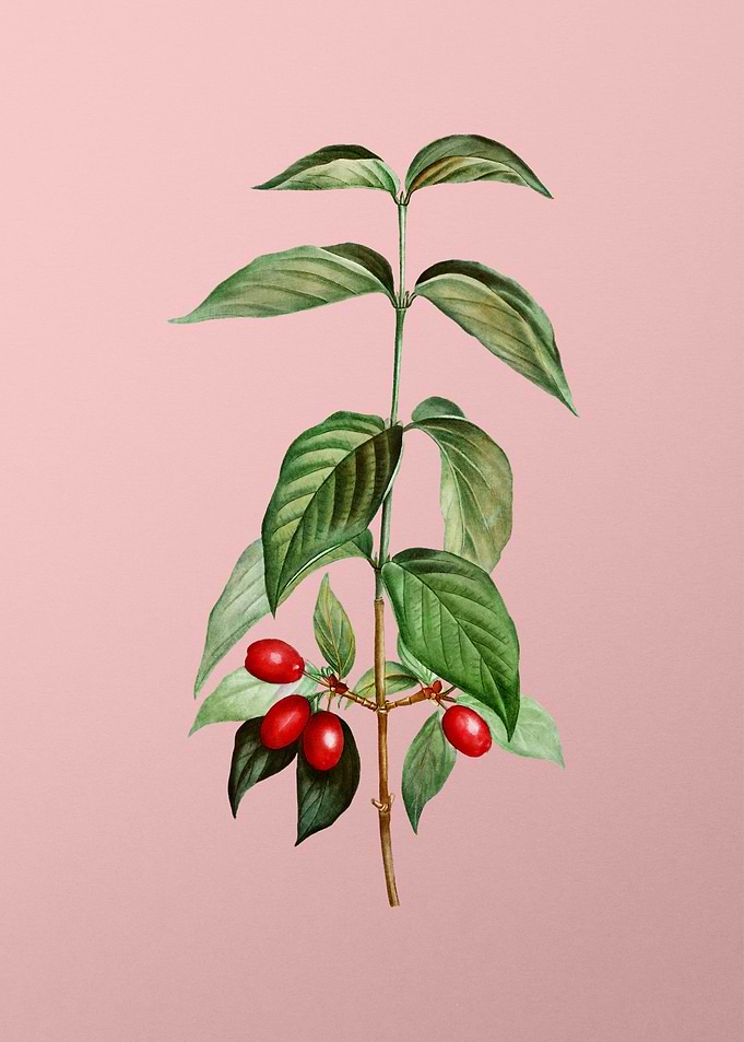 Fruit Illustration on Pink