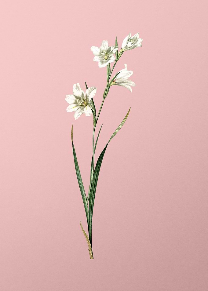Painted Lady on Pink