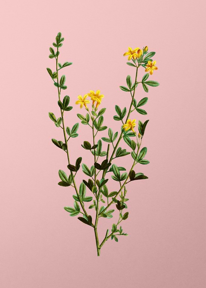 Yellow Flowers on Pink
