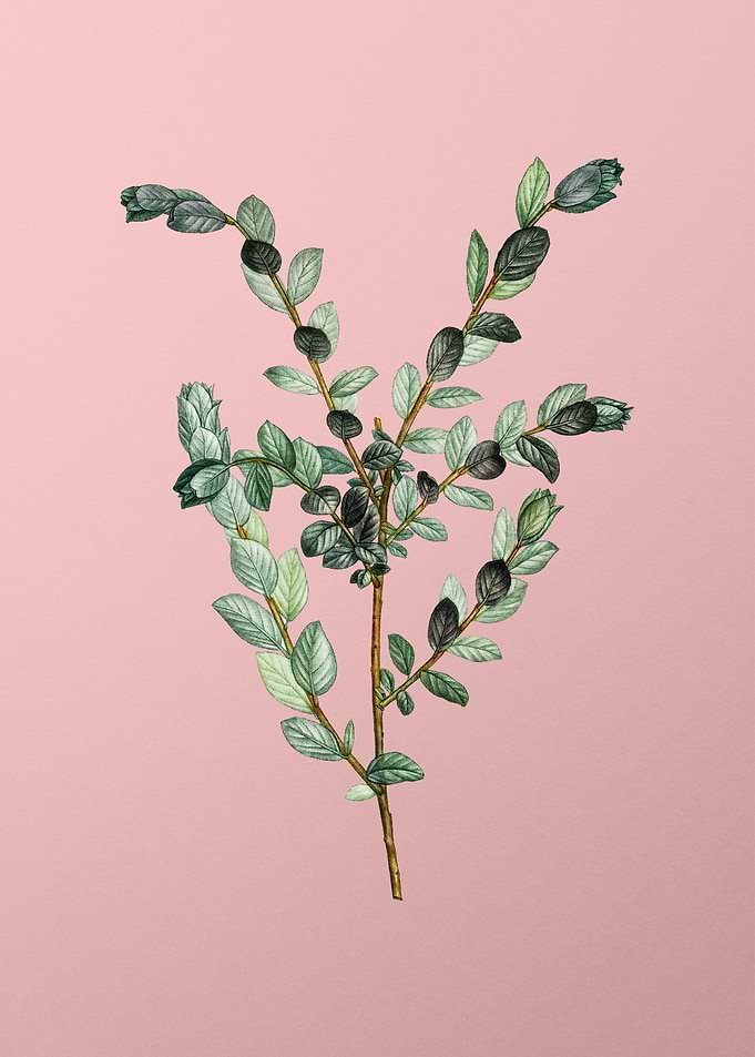 Antique Botanical on Pink