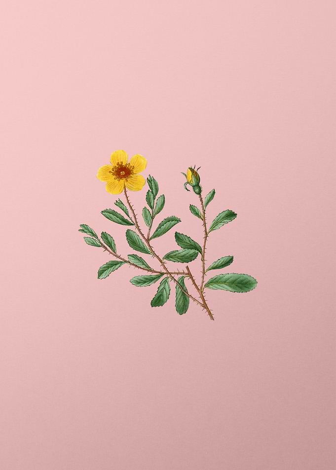 Yellow Flowers on Pink