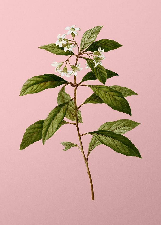 White Flower Blanc Pink