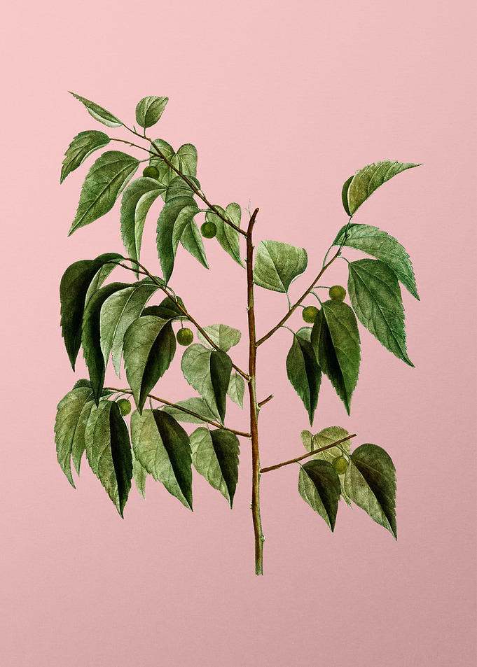 Antique Botanical on Pink