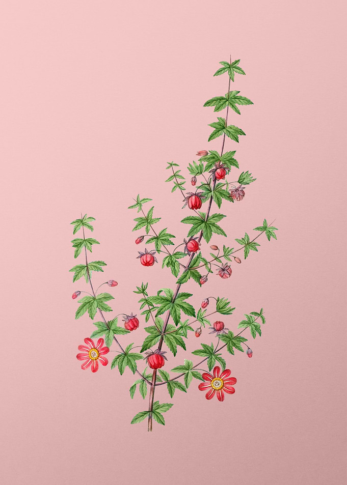 Scarlet Flowers on Pink