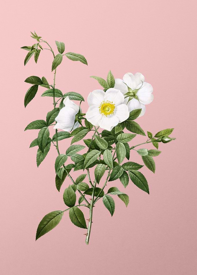 White Rose of Snow on Pink