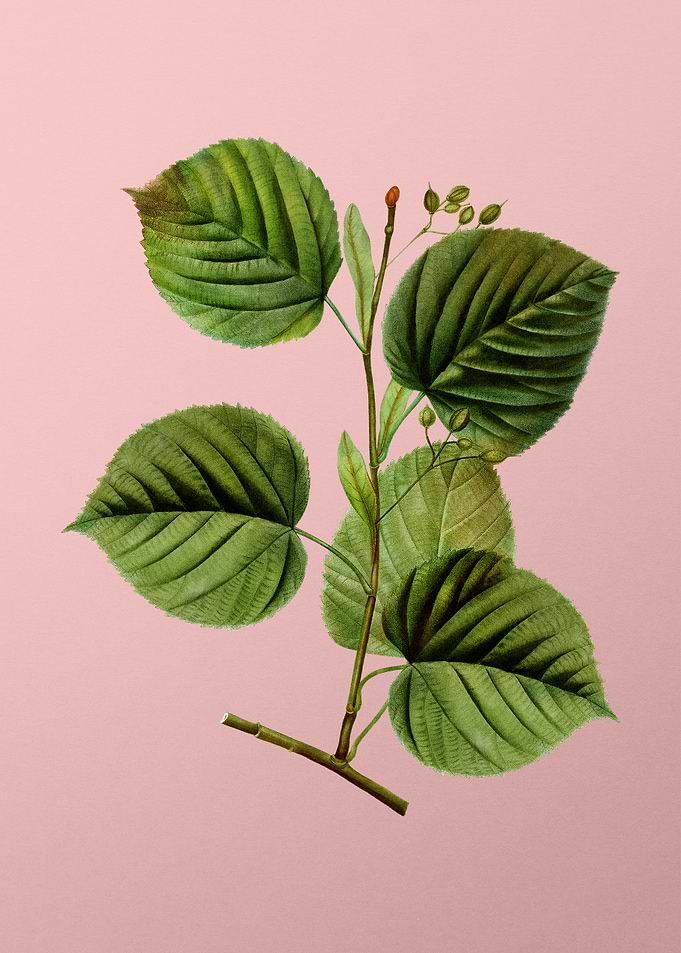 Vintage Botanical on Pink