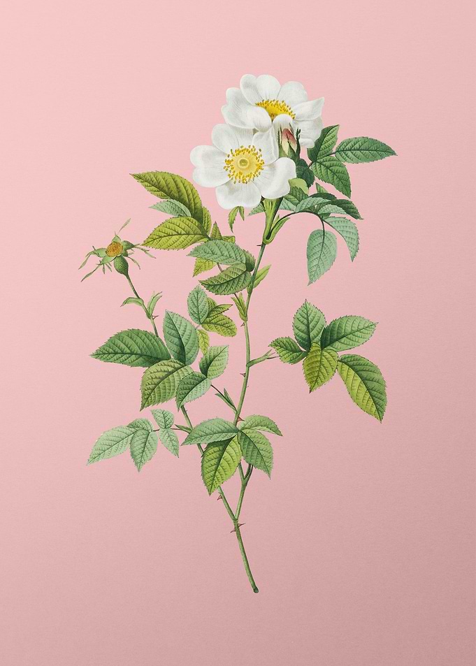 White Anjou Roses on Pink