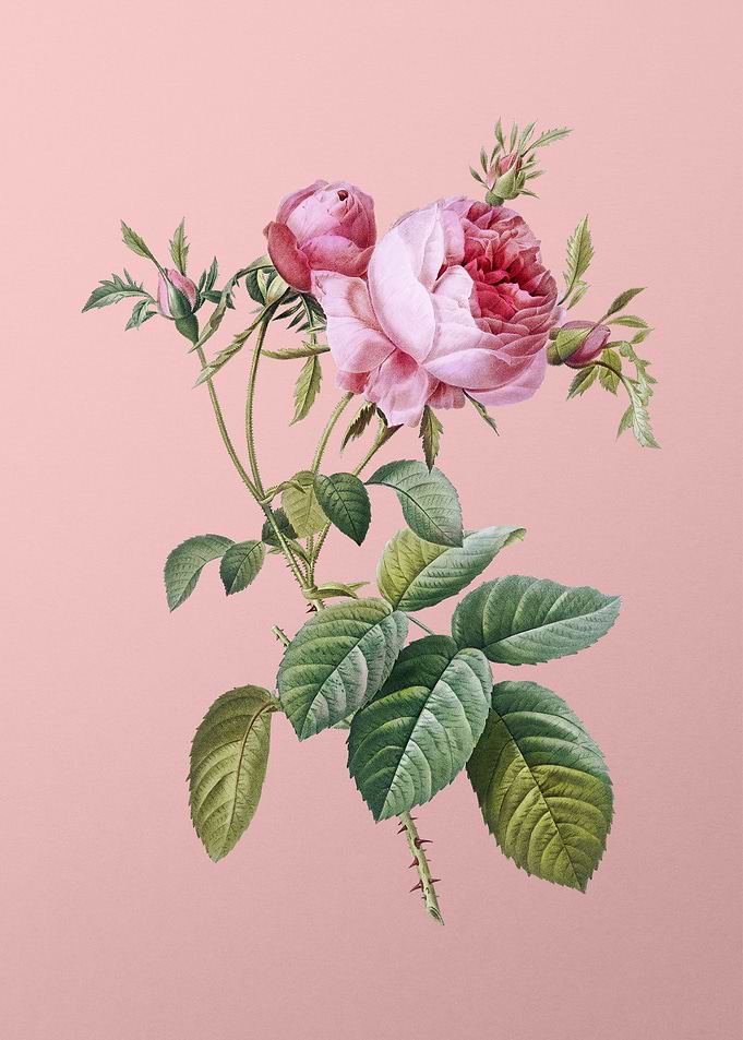 Pink Cabbage Rose de Mai