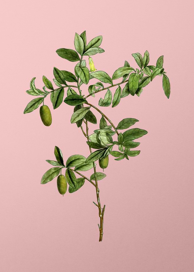 Vintage Fruit on Pink