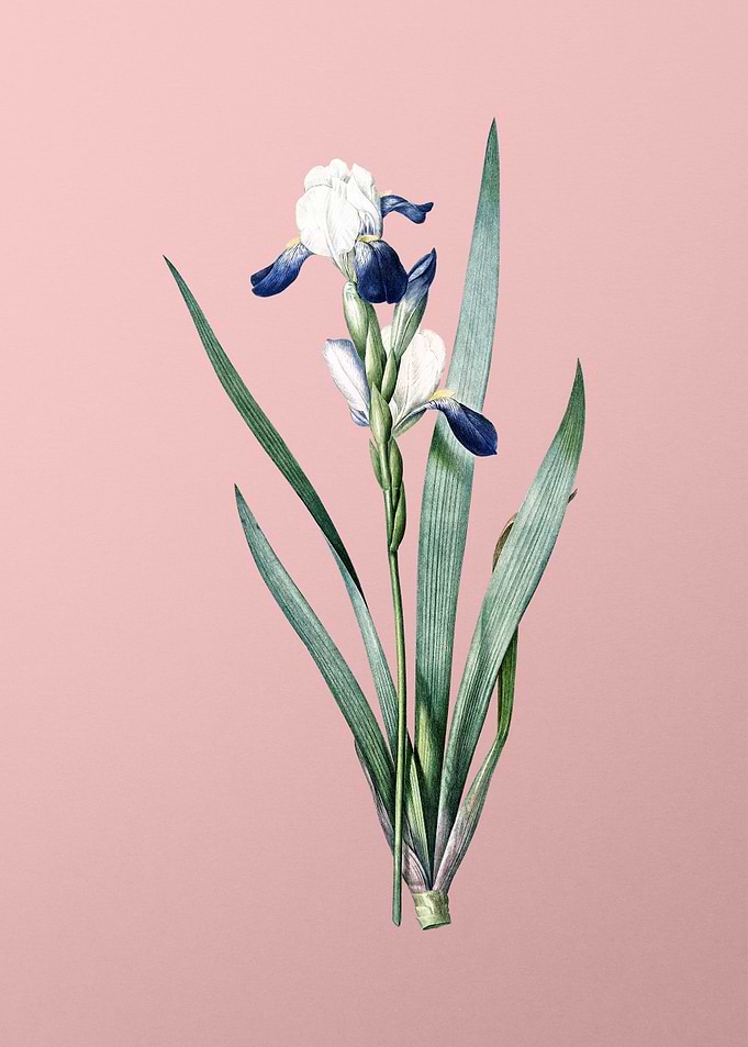 Tall Bearded Iris on Pink