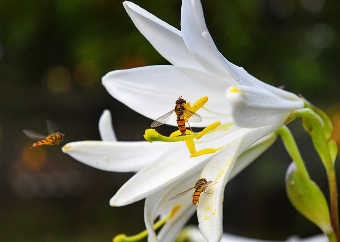 Bees Habits