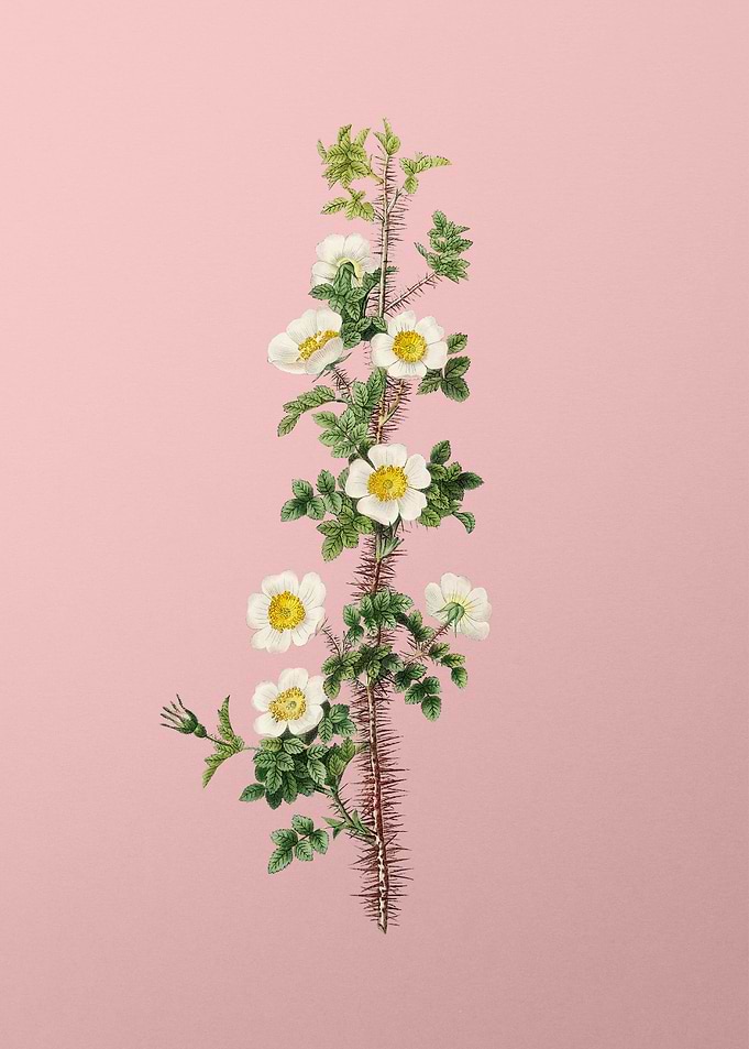 Scotch Rose Bloom