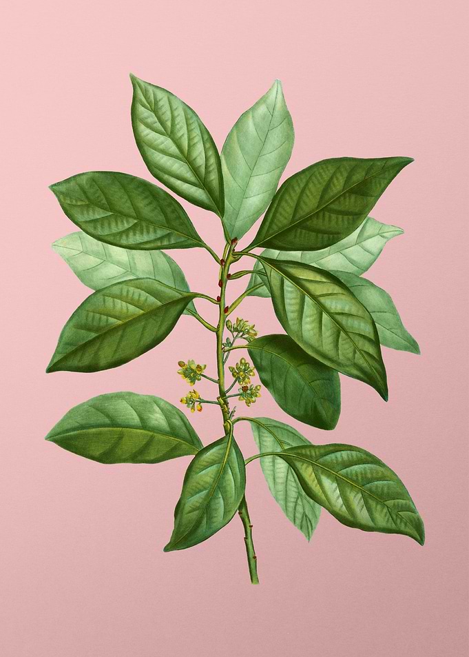 Vintage Botanical on Pink