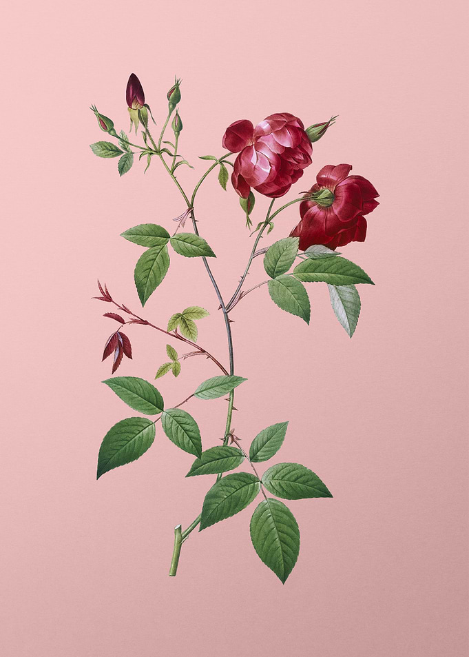 Velvet China Rose