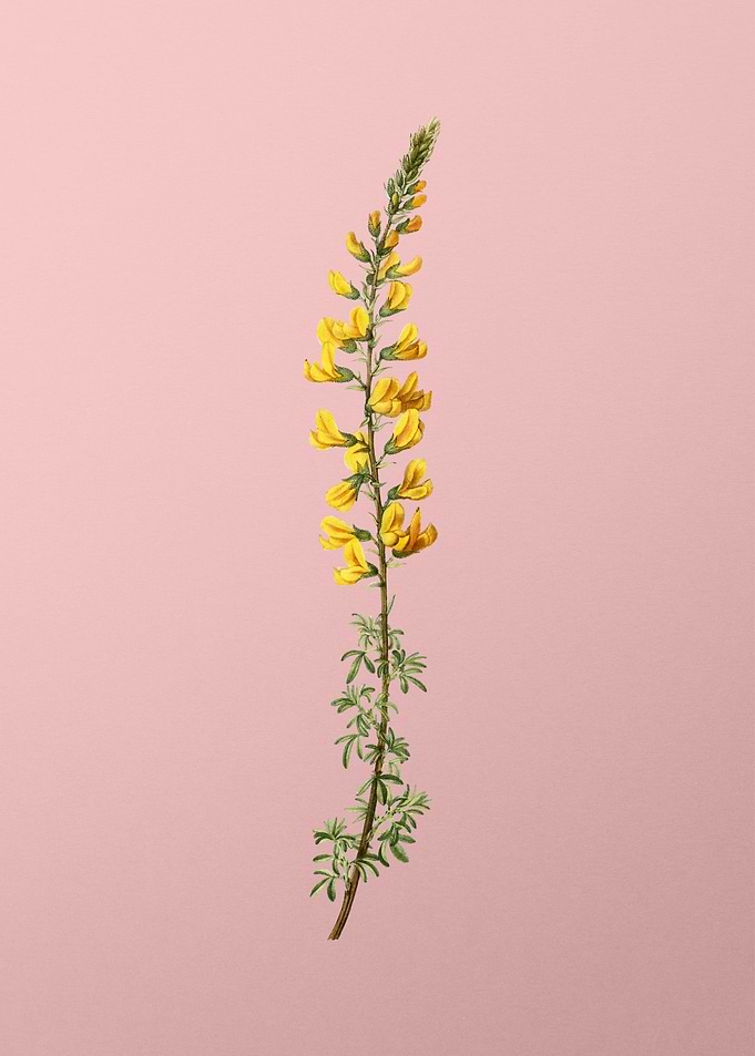 Yellow Flower on Pink