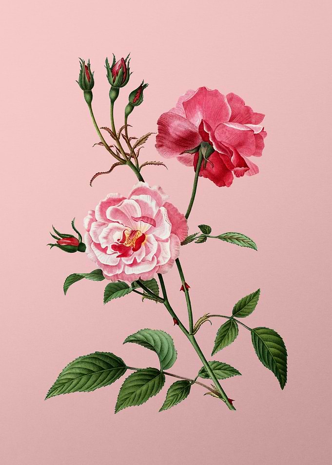 Red and Pink Flowers