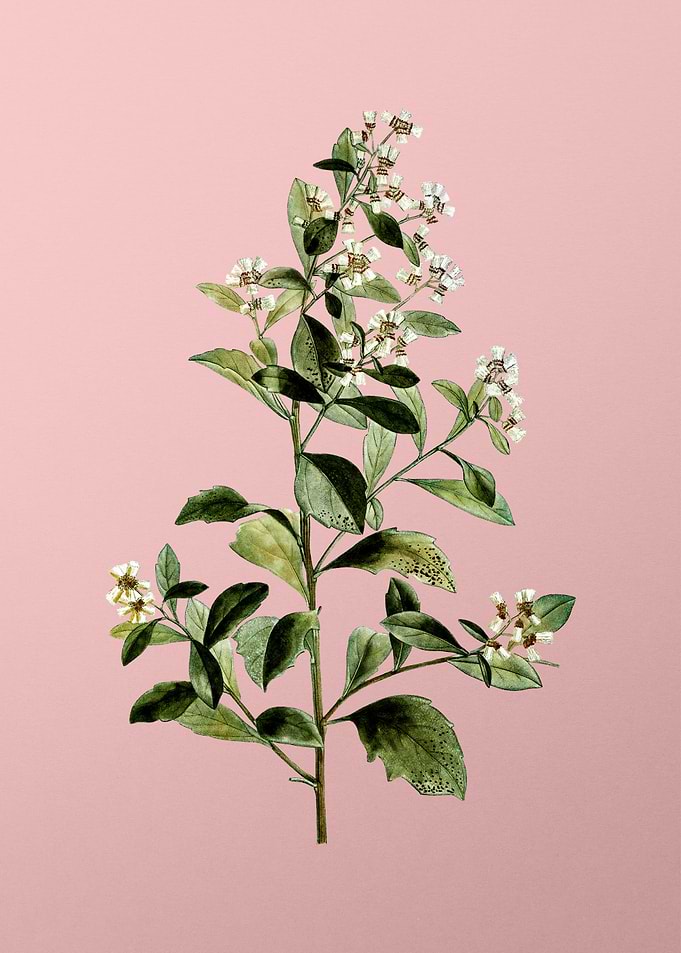 Vintage White Flower Pink