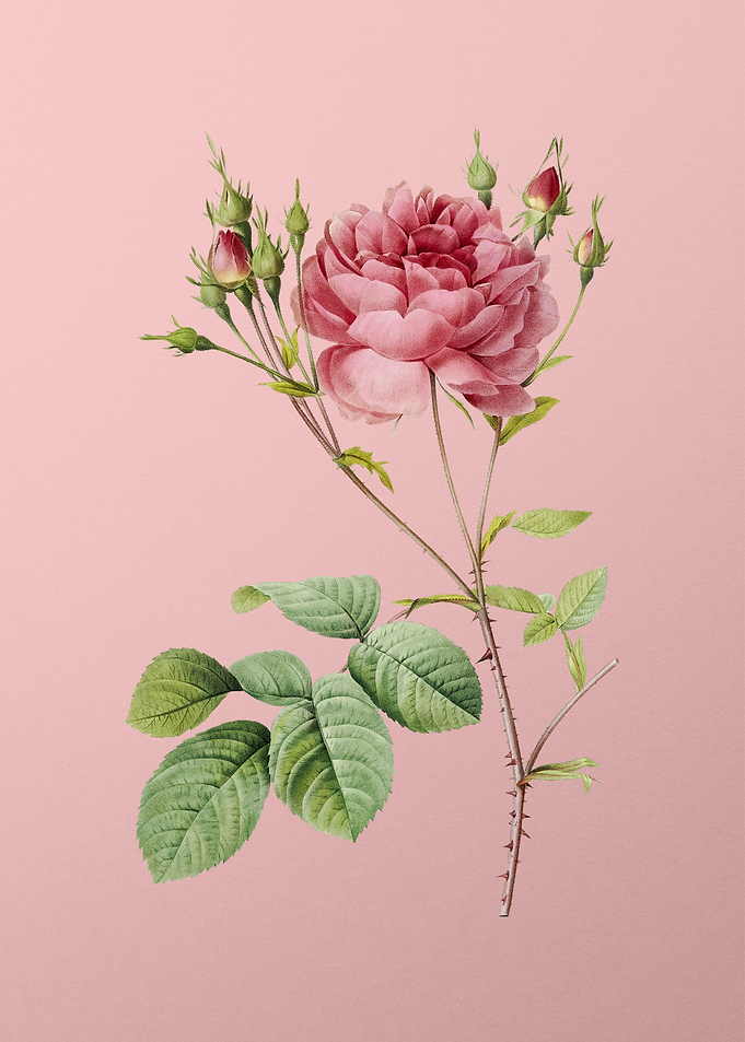 Pink Cumberland Rose