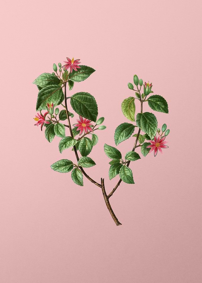 Vintage Pink Flowers