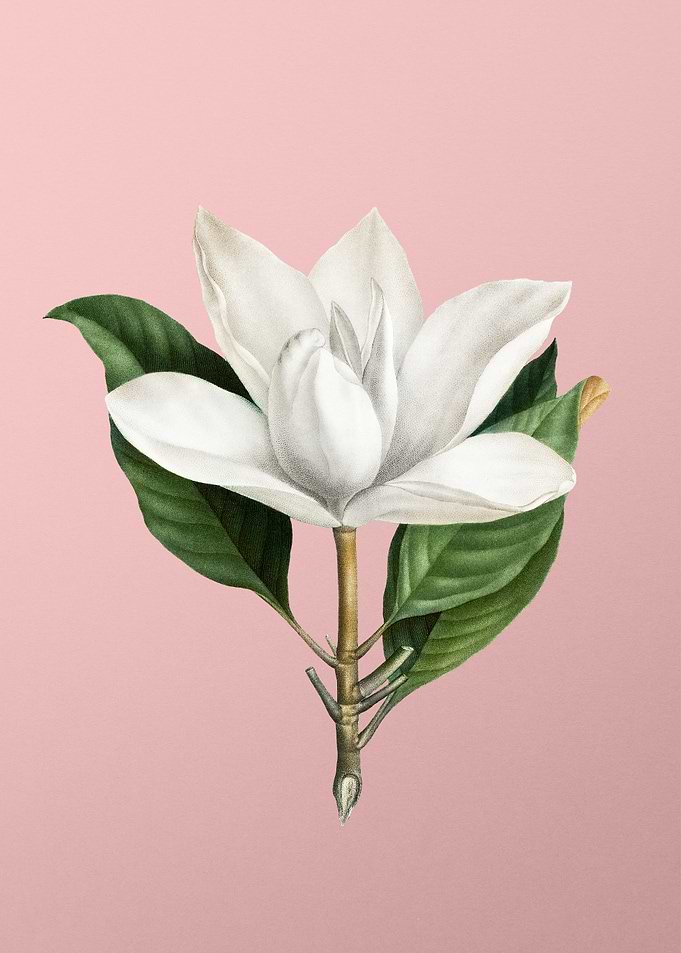 White Southern Magnolia