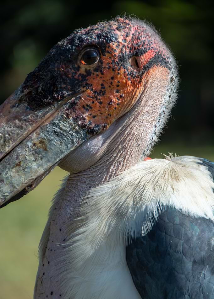 bird marabou