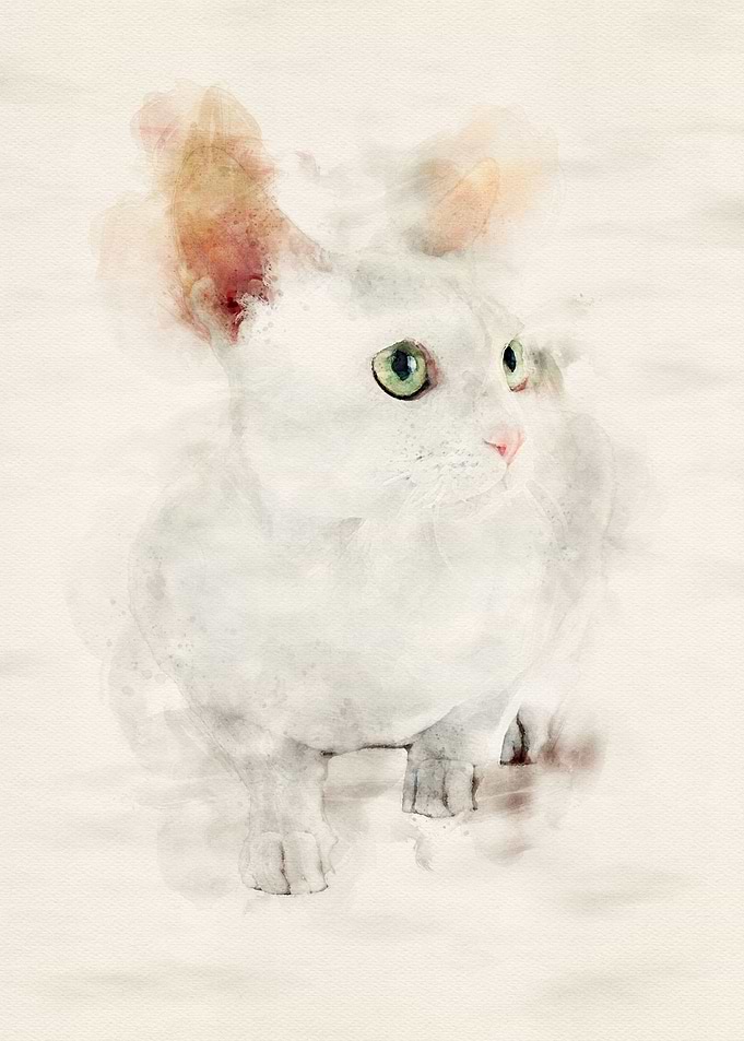 Devon Rex Cat