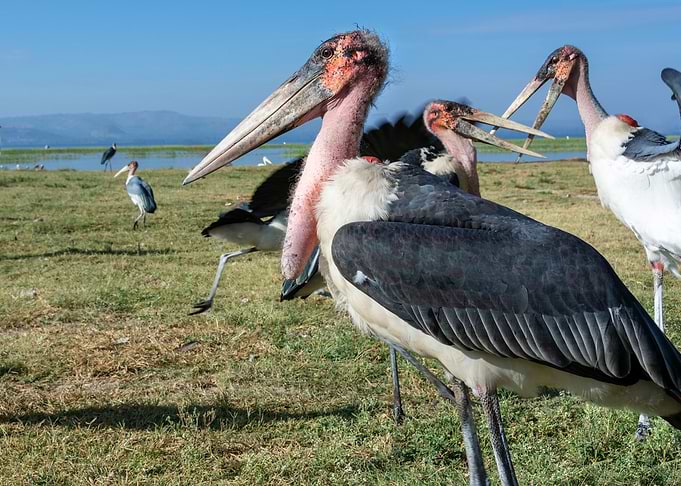 birds marabou at lake