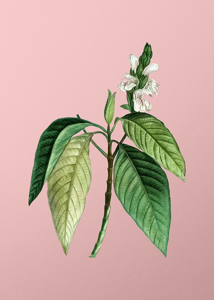 White Flower on Pink