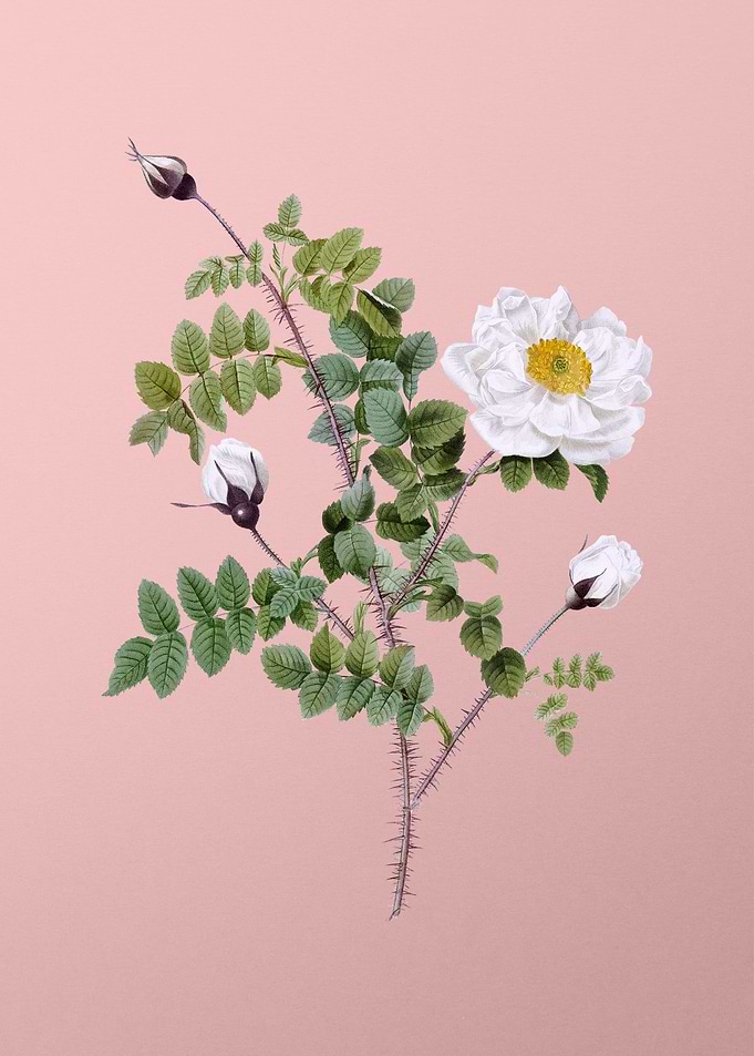 White Burnet Roses on Pink