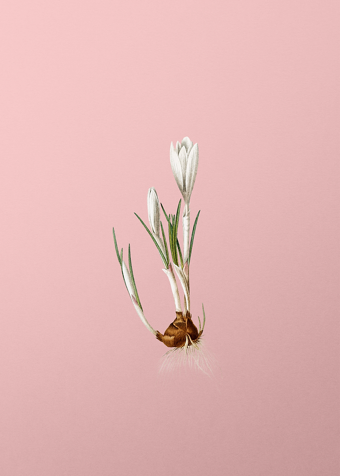 Spring Crocus on Pink