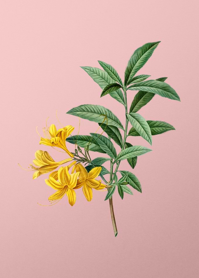 Yellow Flowers on Pink