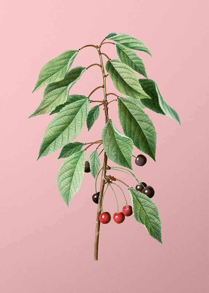 Antique Botanical on Pink