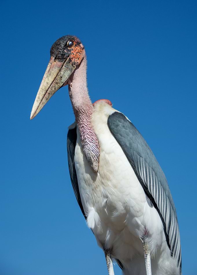 bird big marabou