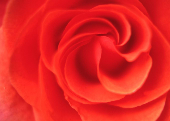 ORANGE PETALS
